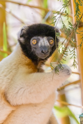 Madagascar 2022